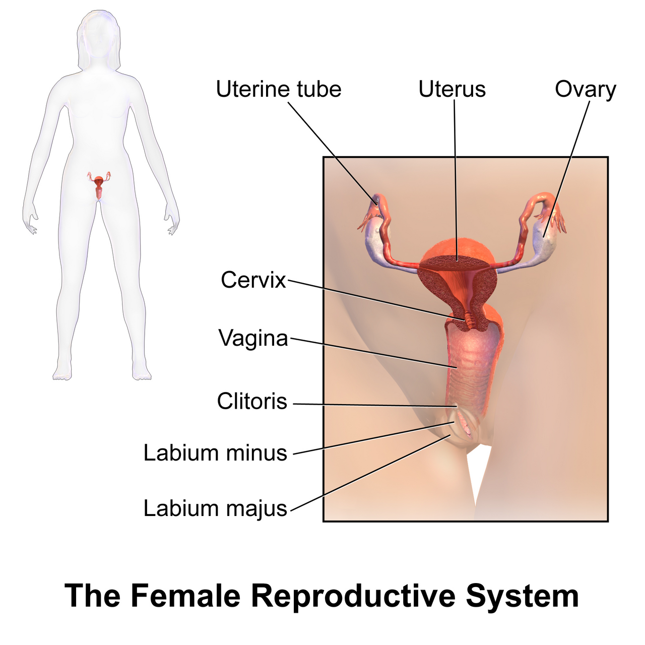 Blausen 0399 FemaleReproSystem 01