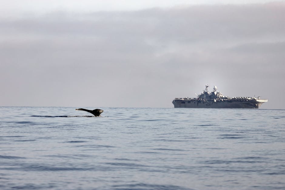 Humpback whale tail near a US Navy ship on a calm ocean day.